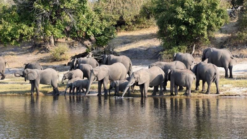 Elefantenherde am Wasser in Botswana