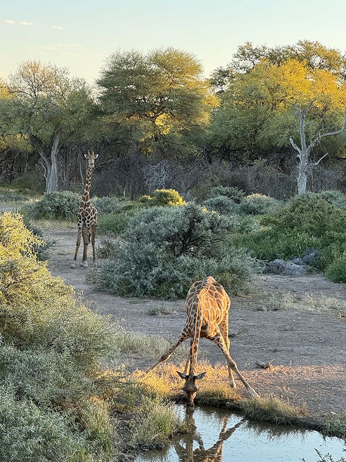 Bambatsi giraffe