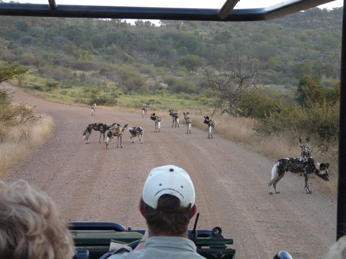 Madikwe Game Reserve