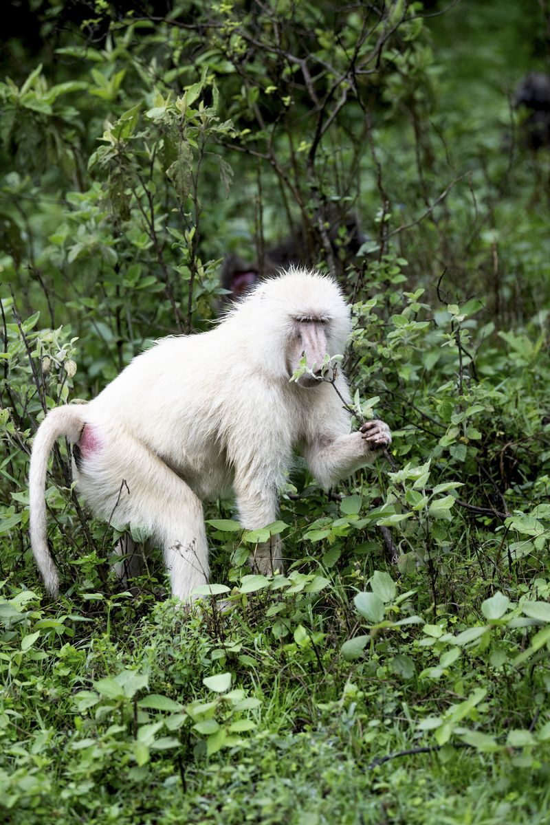 Arusha Park albino baboon