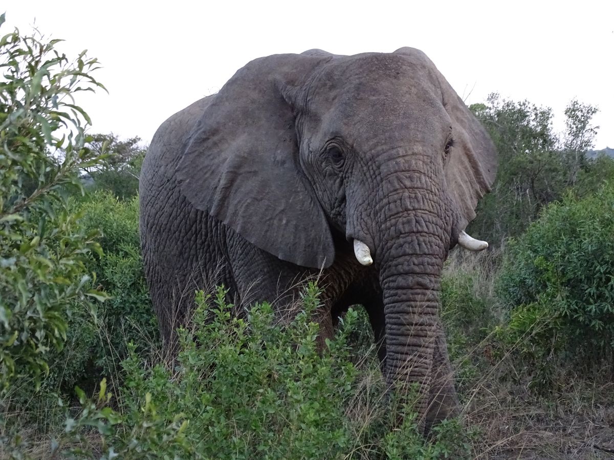 Hluhluwe Elephant