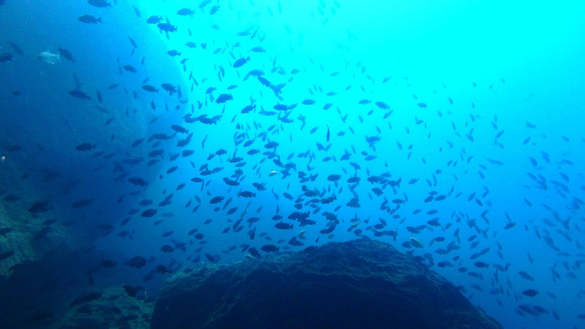 Lake Malawi diving