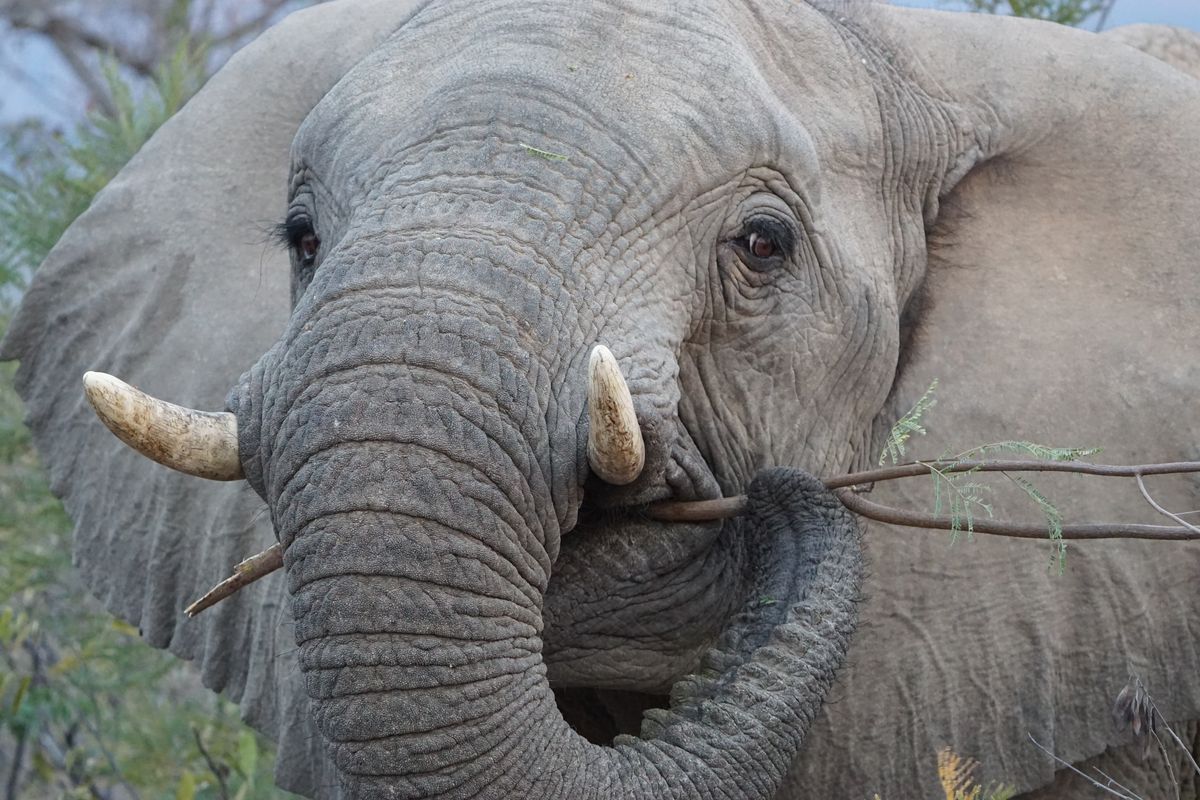 Marakele elephant
