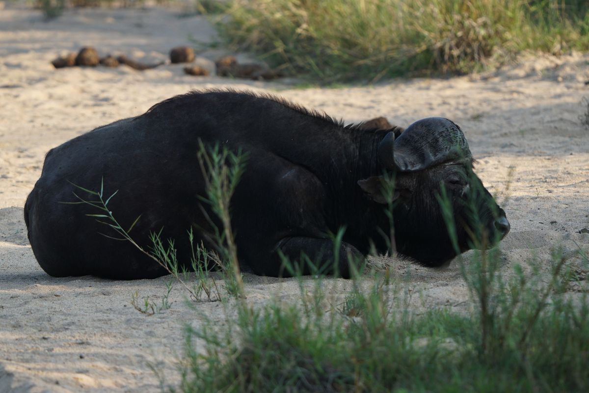 Greater Kruger buffalo