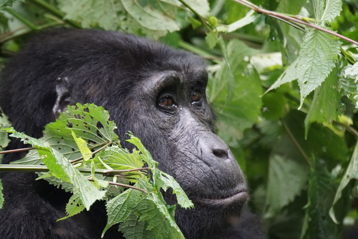 Bwindi Berggorilla