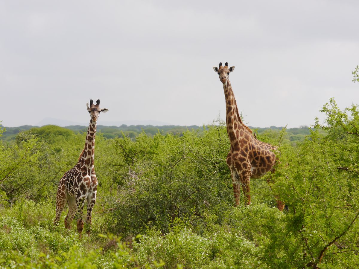 Tsavo West giraffes