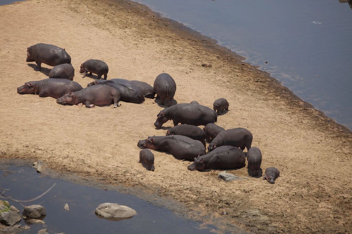Ruaha hippos