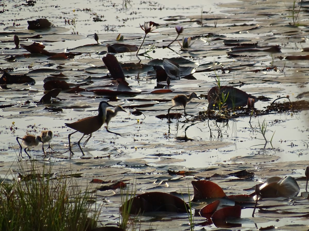 Chobe jacana
