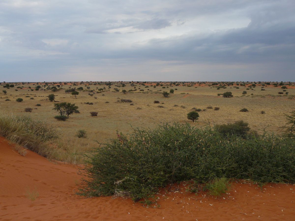 Kalahari
