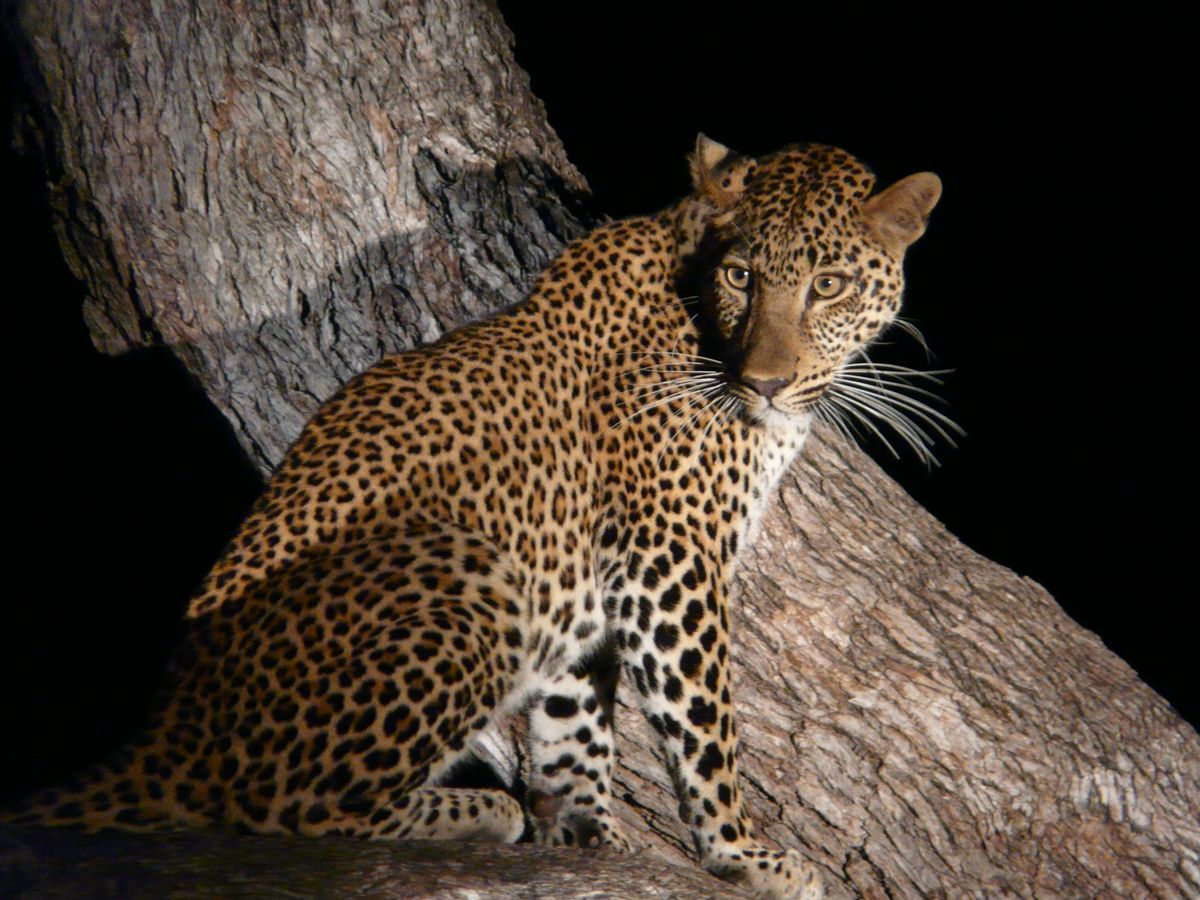 Luangwa leopard night