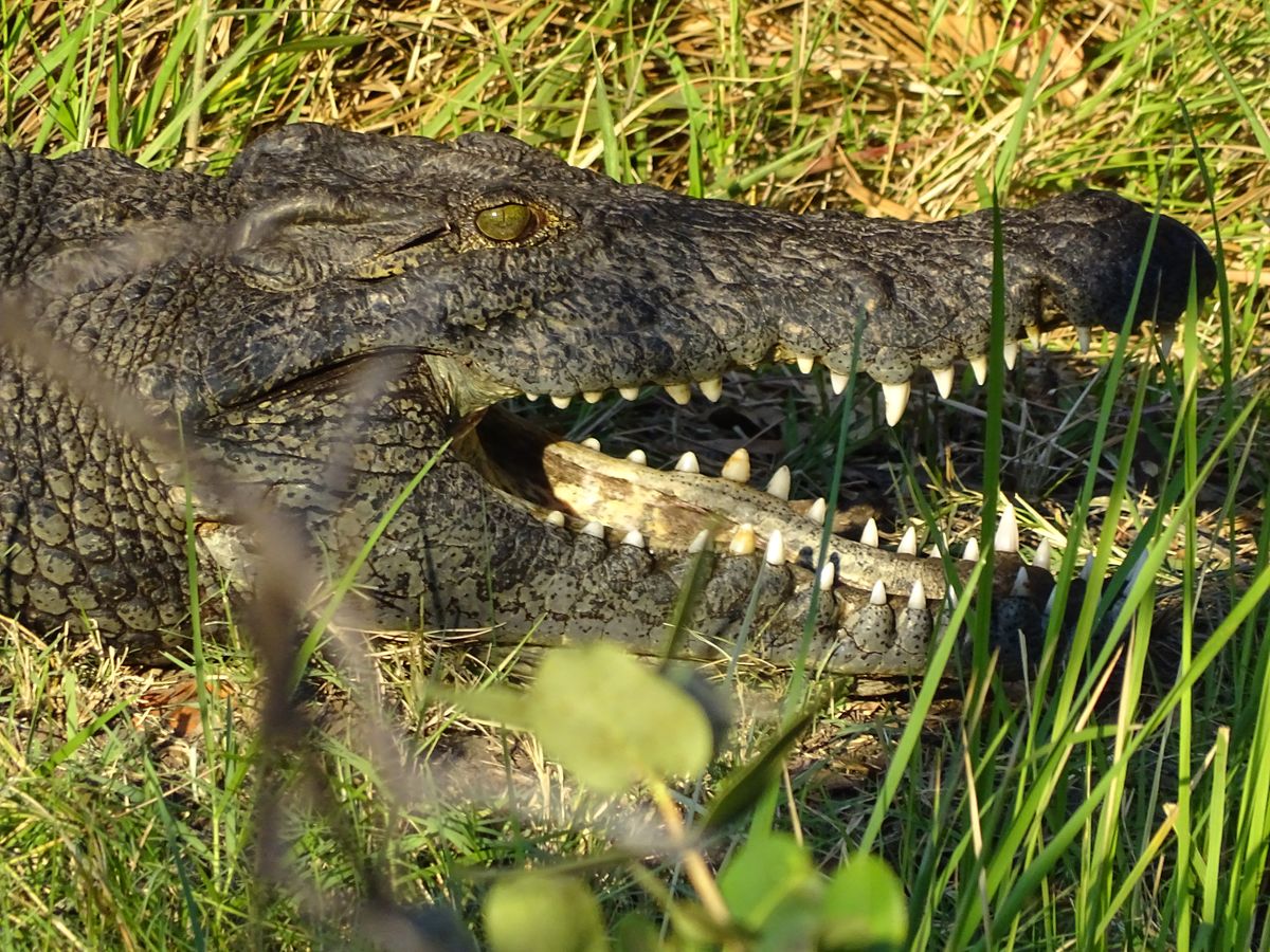 Okavango Delta Croco