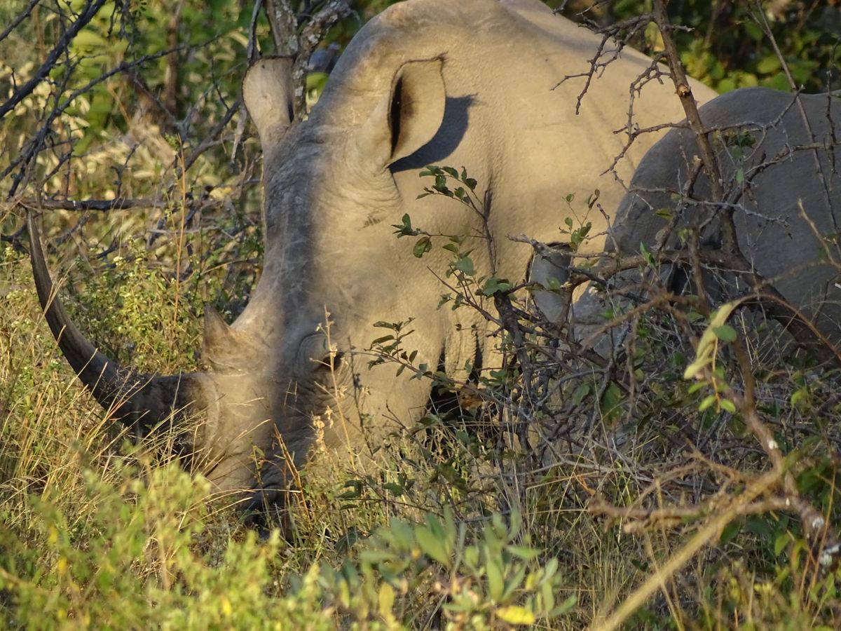 Welgevonden white rhinos