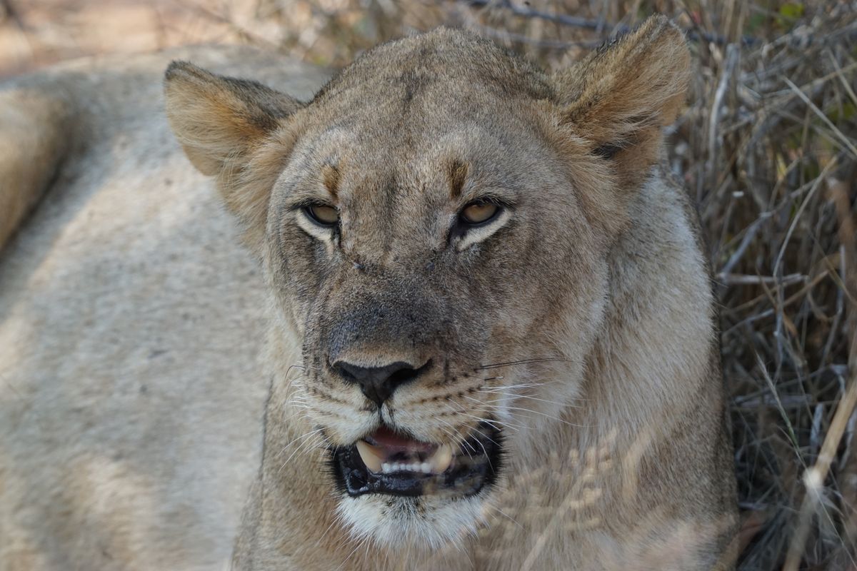 Marakele lion