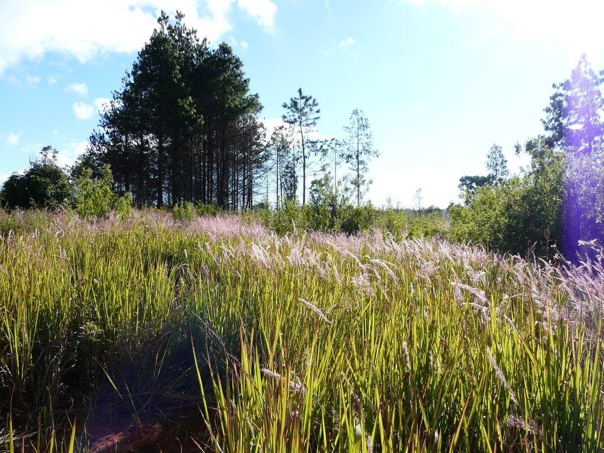 Viphya landscape & flowers