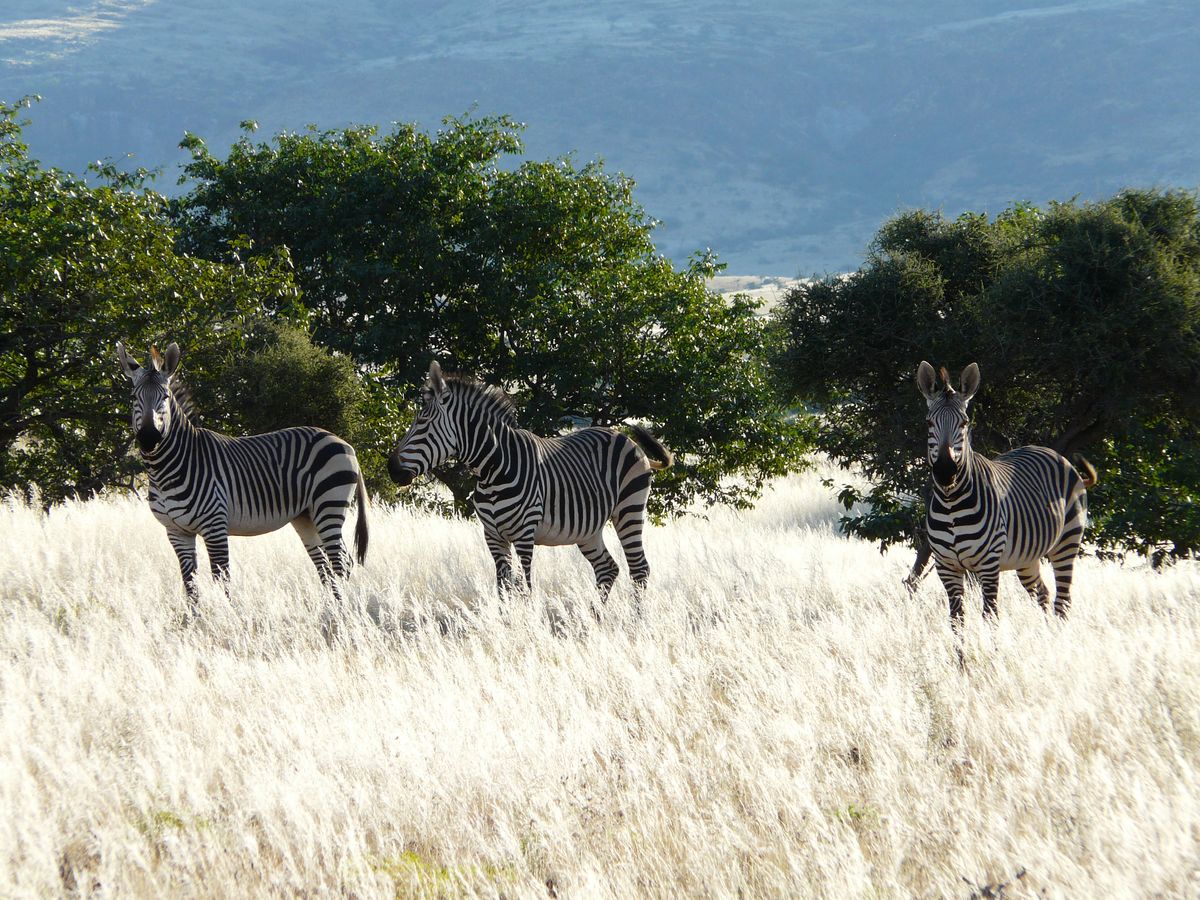 Damaraland bergzebras