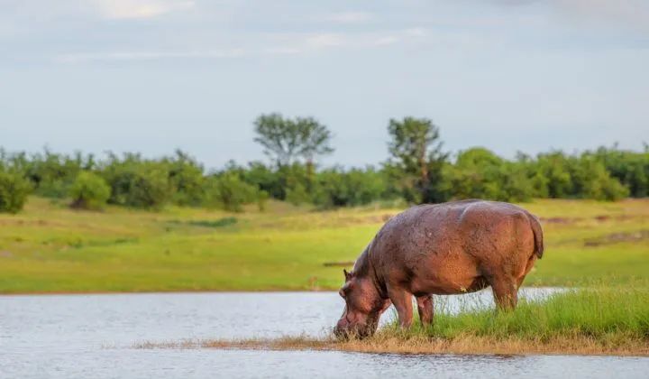 Matusadona hippo
