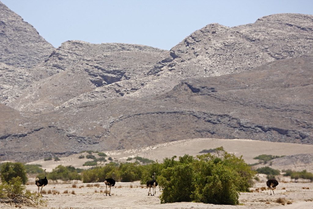 Kaokoveld ostrich
