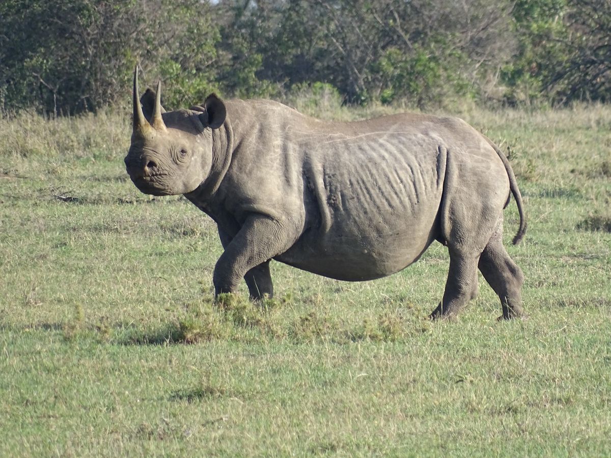 Laikipia black rhino
