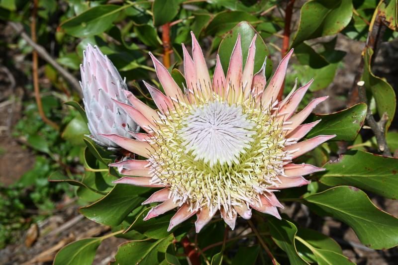 Königsprotea, Südafrikas Nationalblume