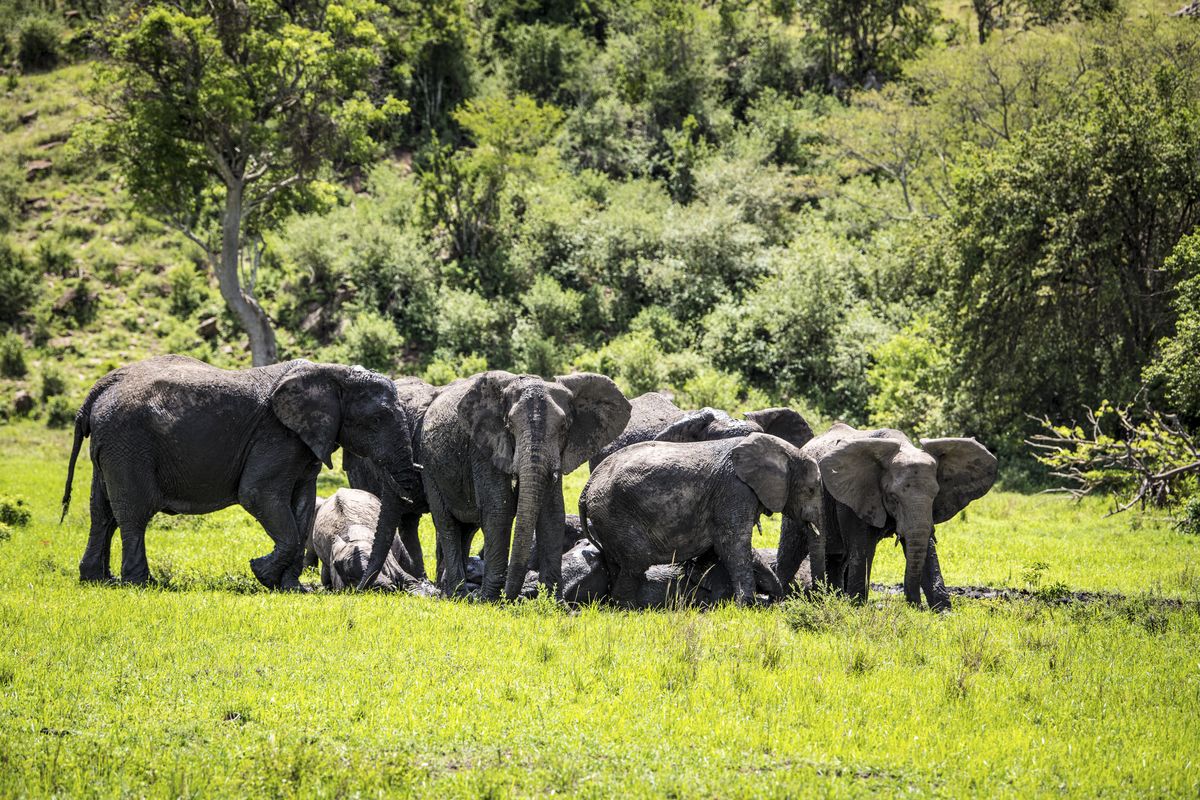 Grumeti elephants