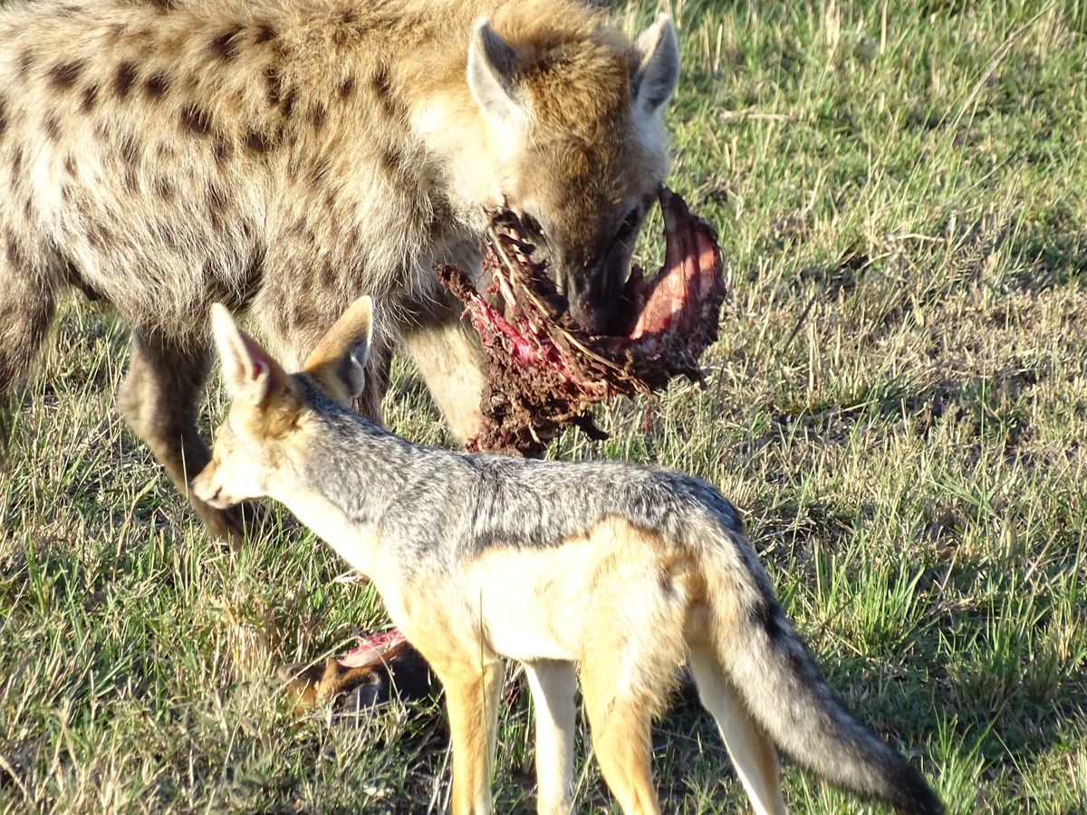 Masai Mara hyena jakal