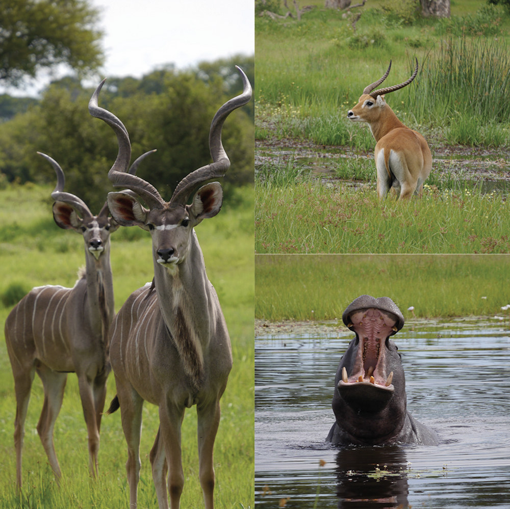 Green Season in Botswana – Regenzeit ist Reisezeit