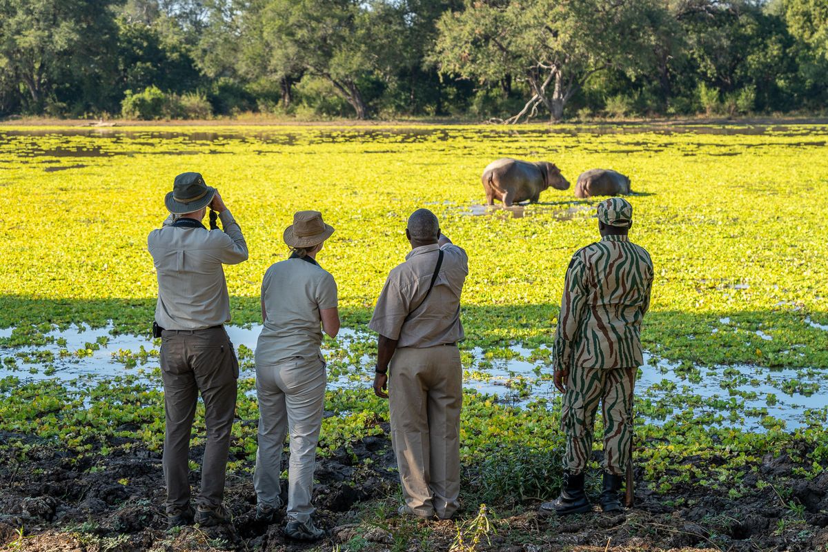 Nsefu bushwalk and hippos