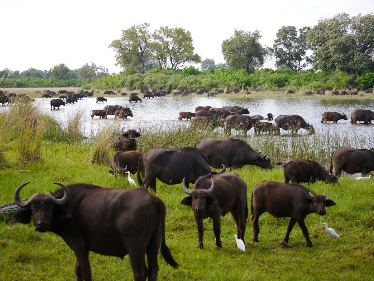 Büffelherde am Wasser
