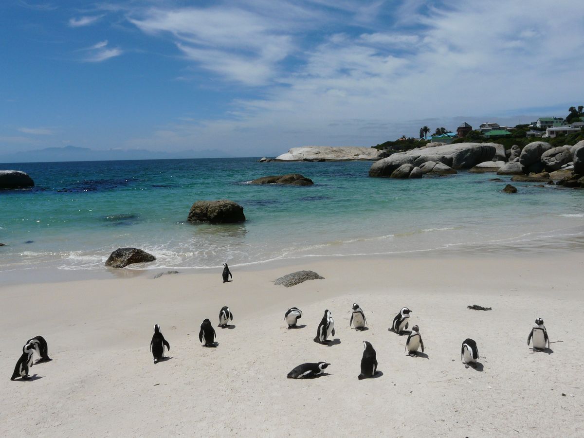Kapstadt Boulders Beach