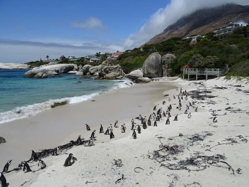 Pinguine am Boulders Beach
