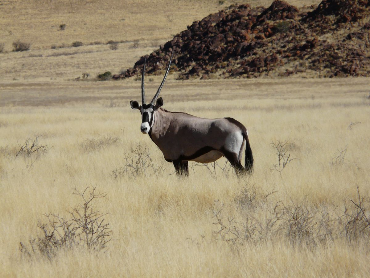 Namib Rand oryx