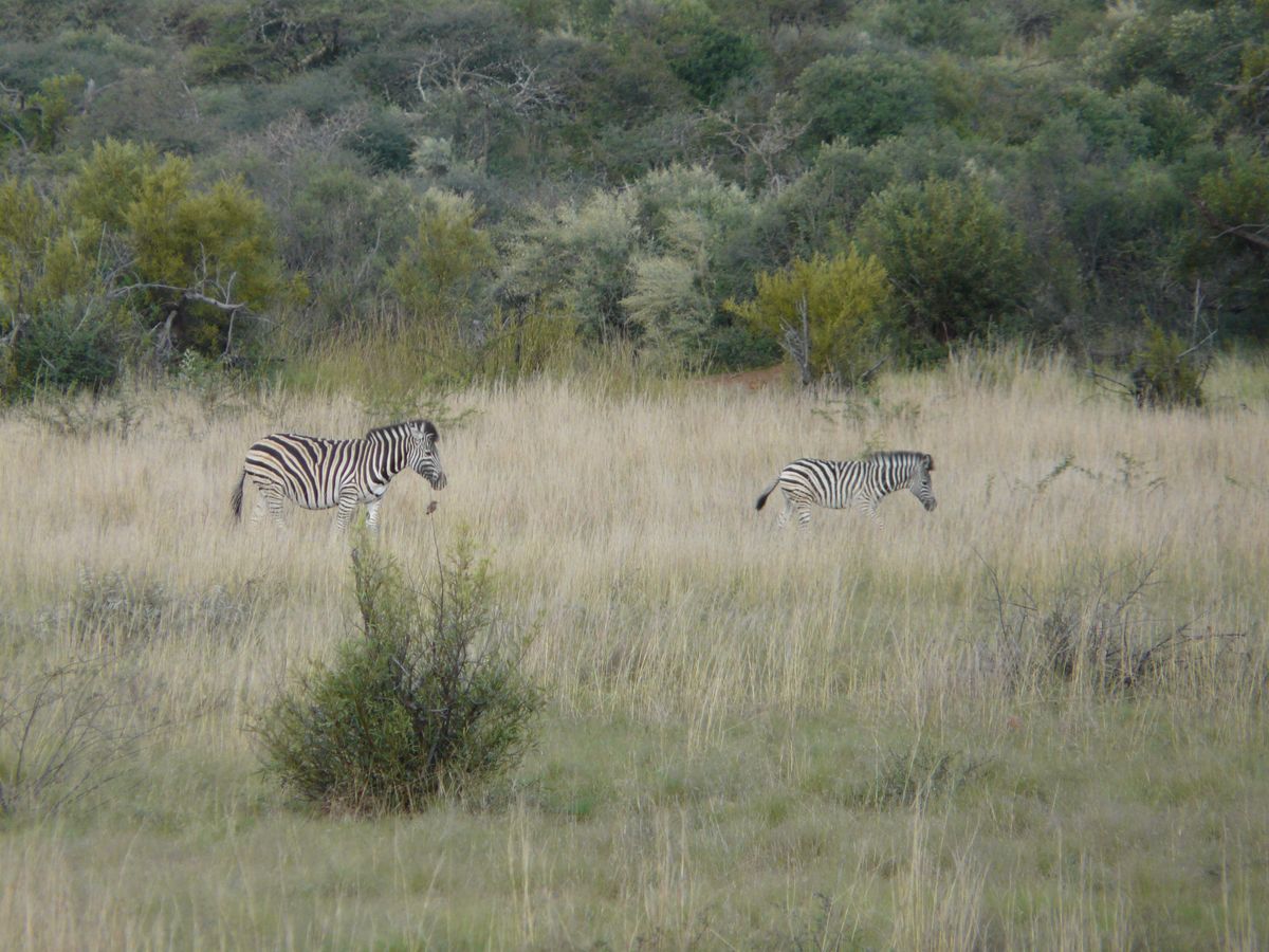 Pilanesberg zebras