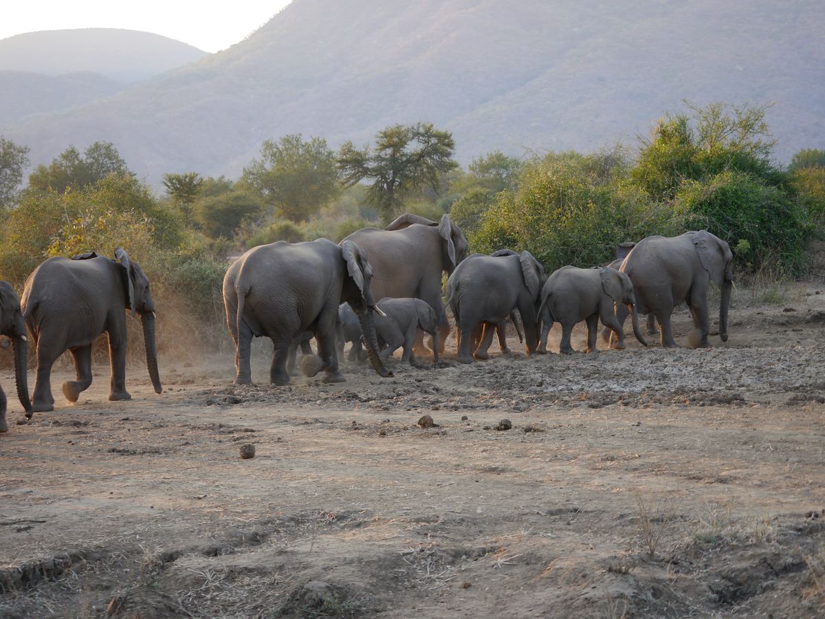 Lower Zambezi elephant herd