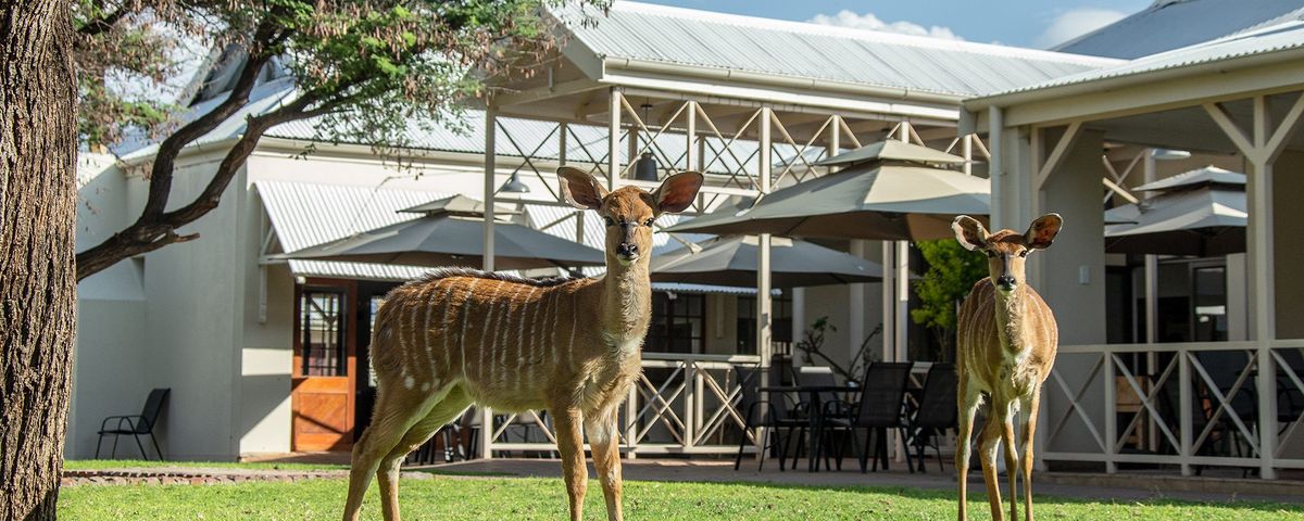 Otjibamba Safari Lodge garden
