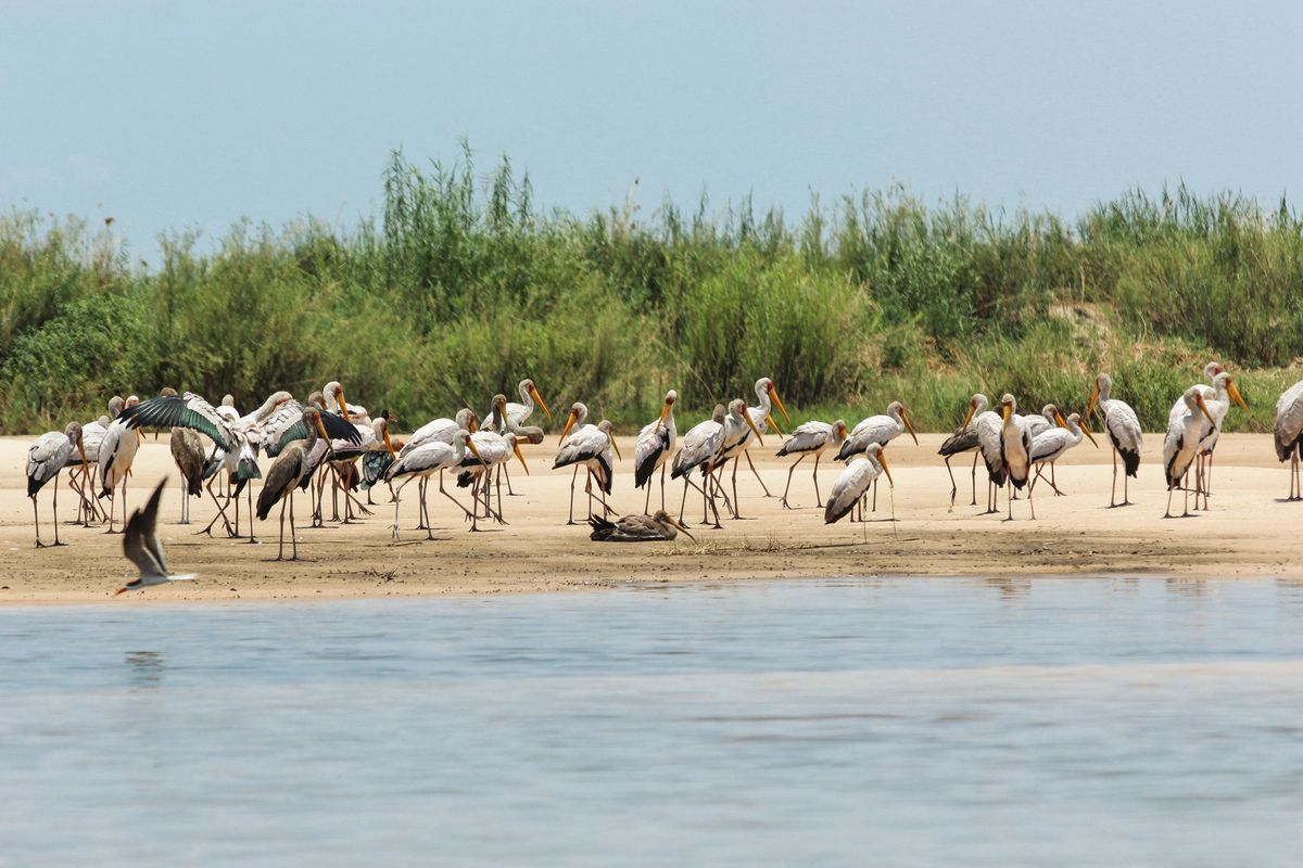 Zambezi yellow-billed storks