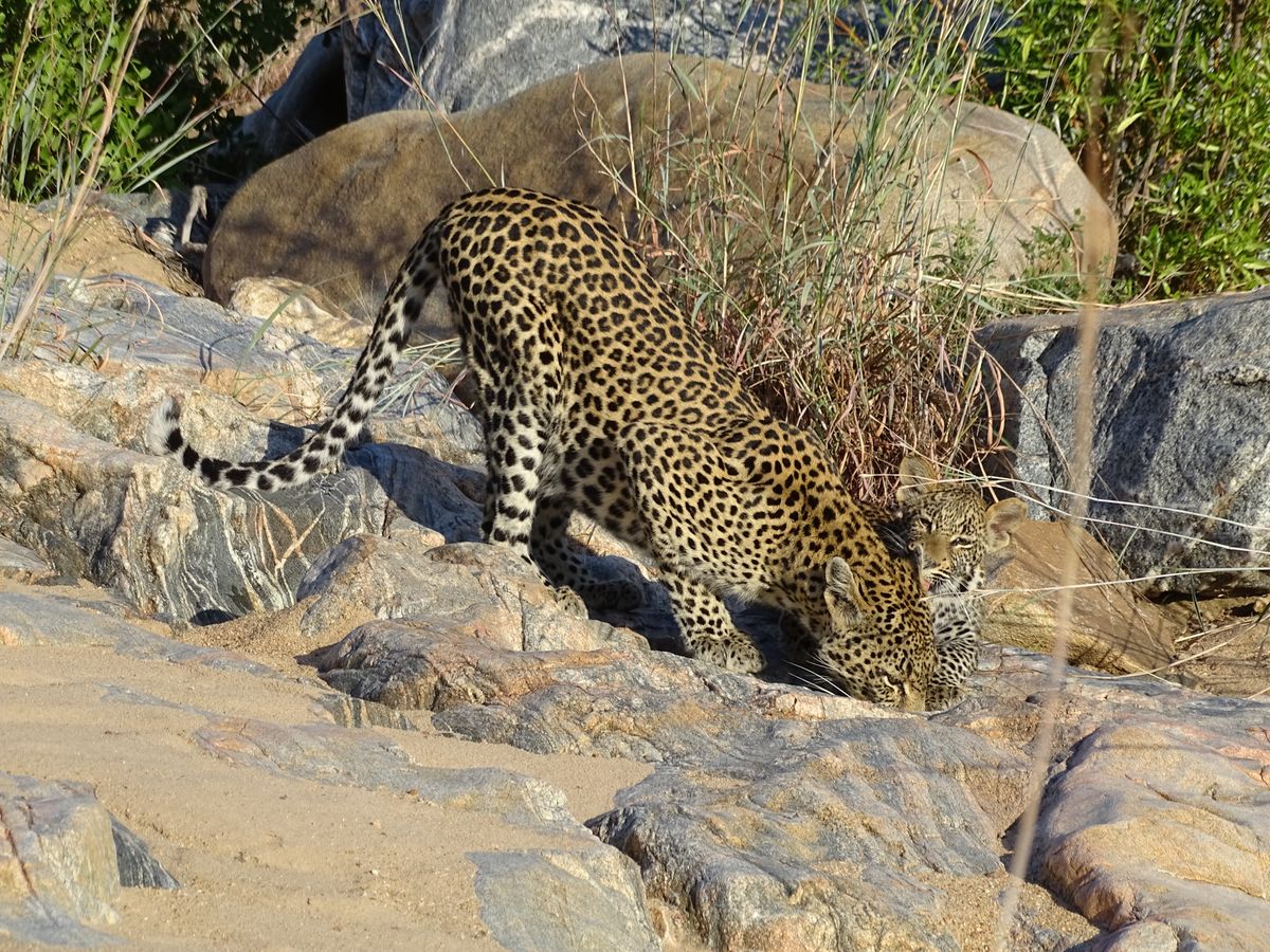 Timbavati leopard drinking
