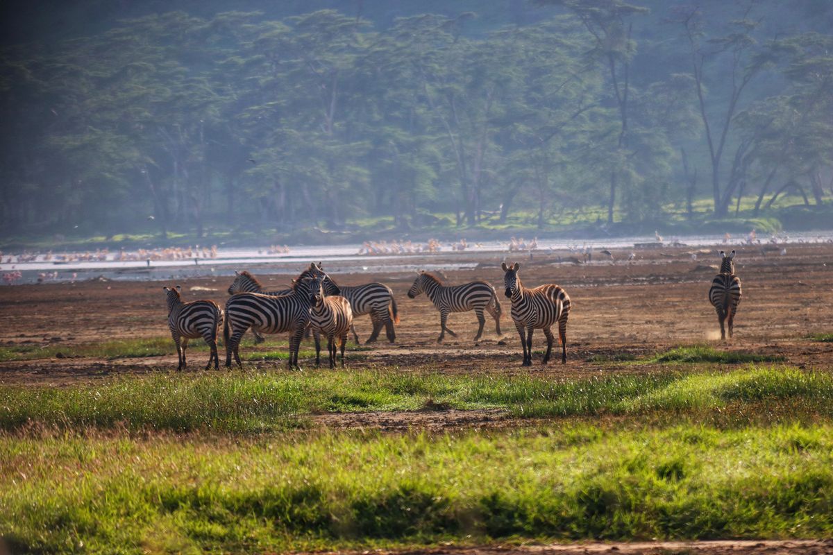 Lake Nakuru zebras