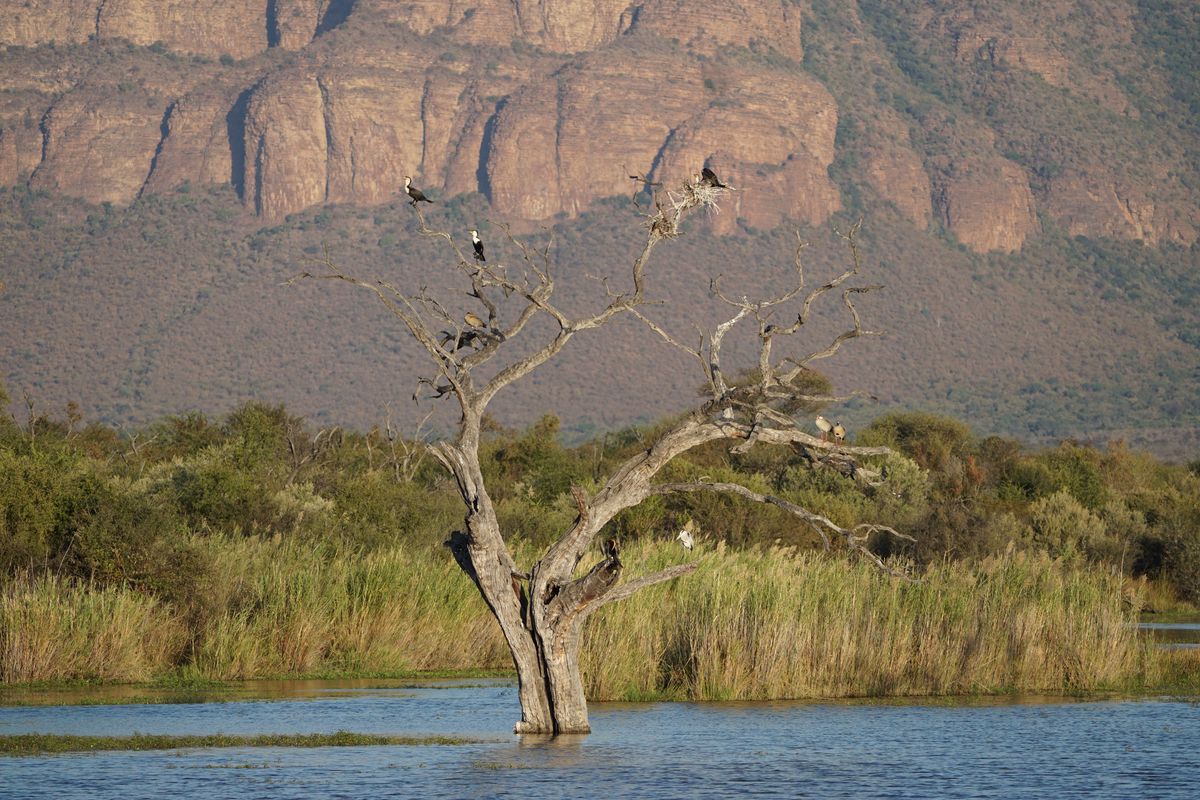 Marakele dead tree & birds
