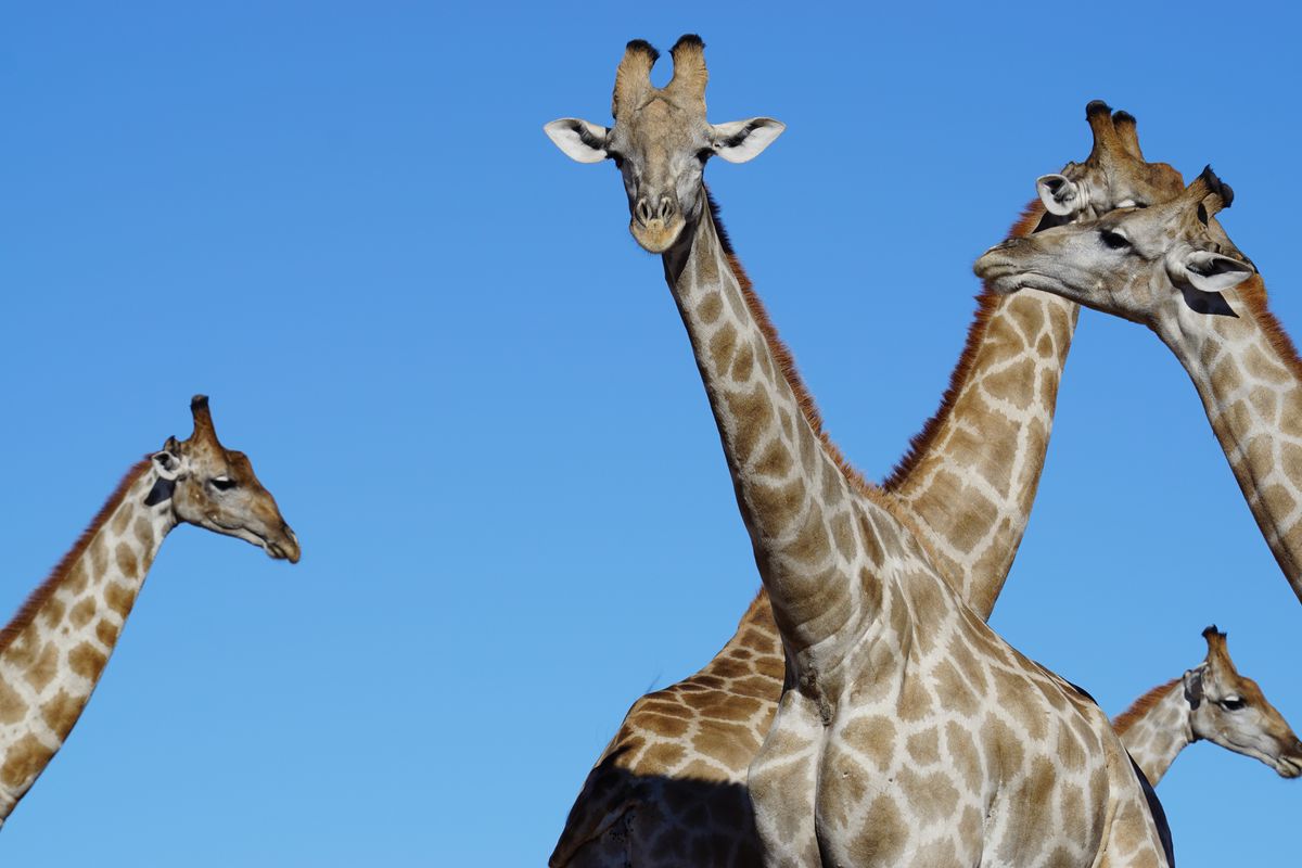 Kgalagadi giraffes
