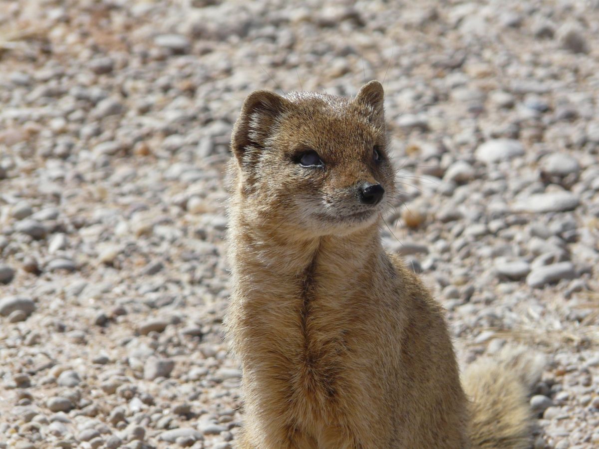 Kgalagadi yellow mongoose