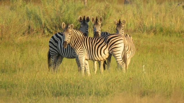 Zebras im goldenen Abendlicht