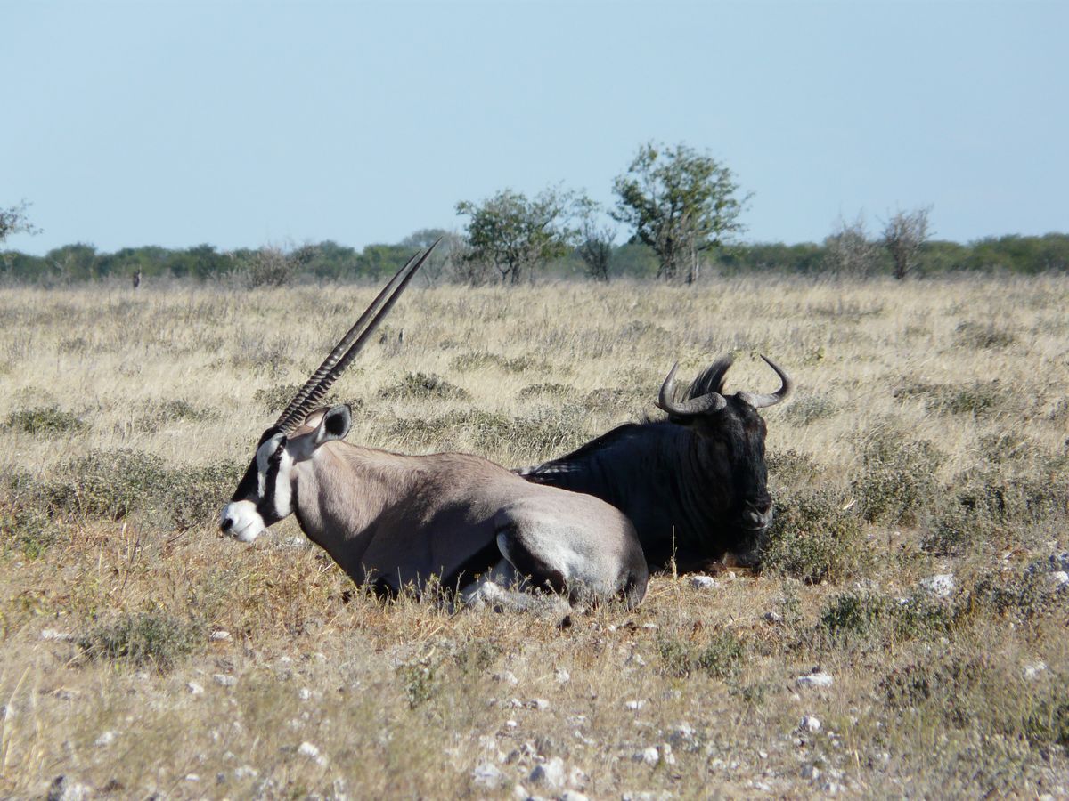 Etosha oryx gnu