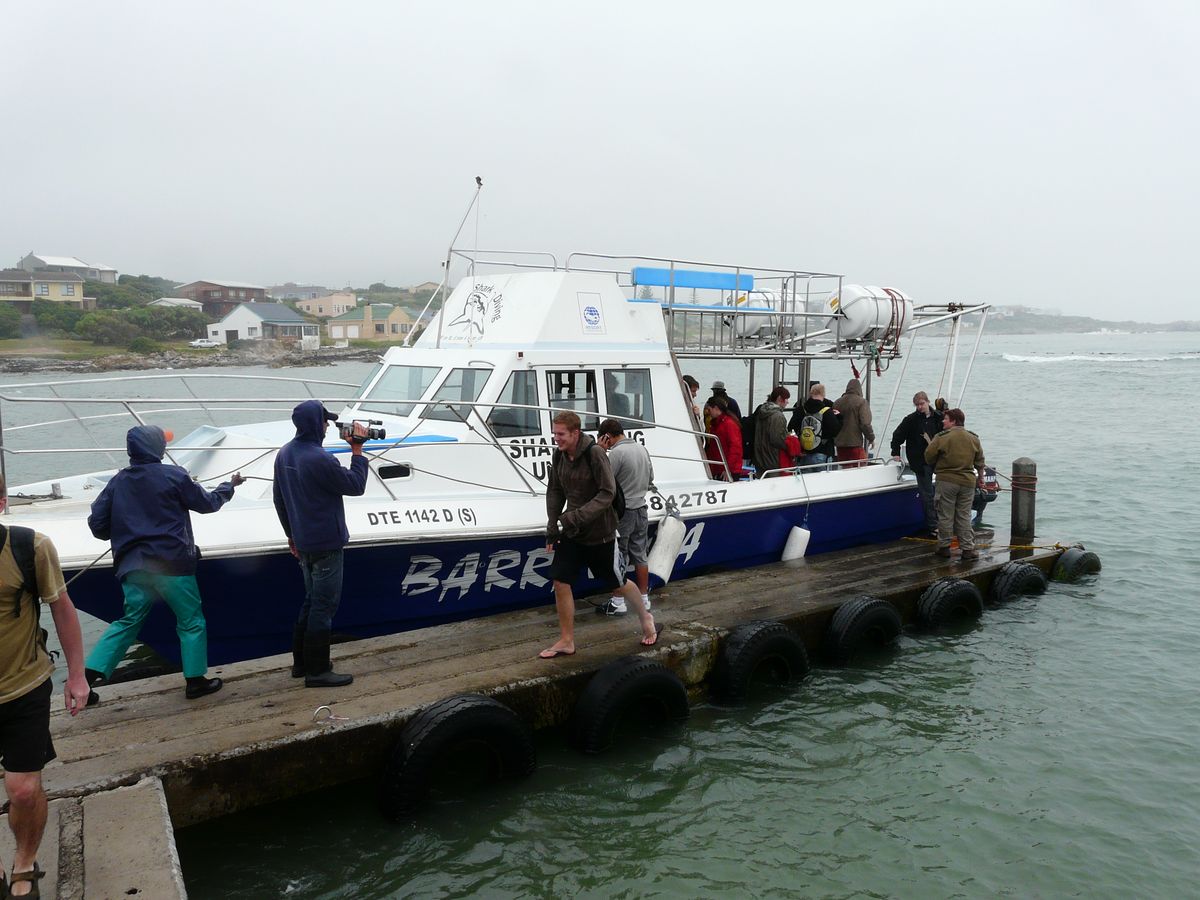 Hermanus Region shark excursion