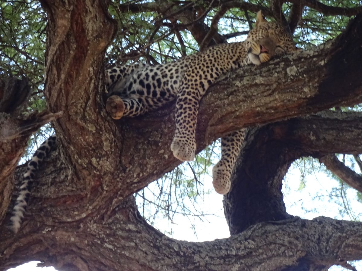Tarangire leopard