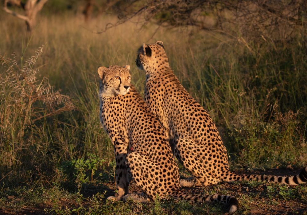 Bayala cheetahs