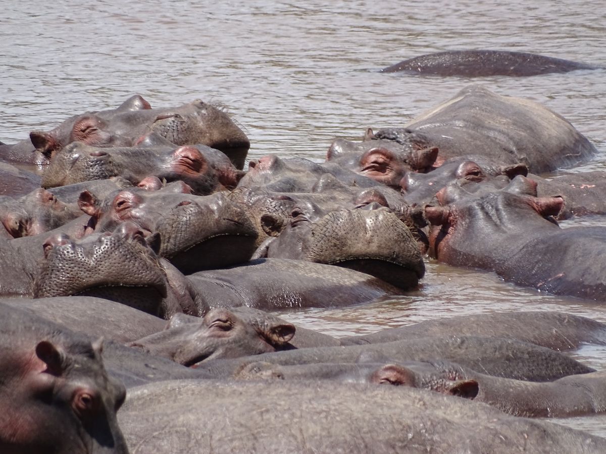 Masai Mara Hippos