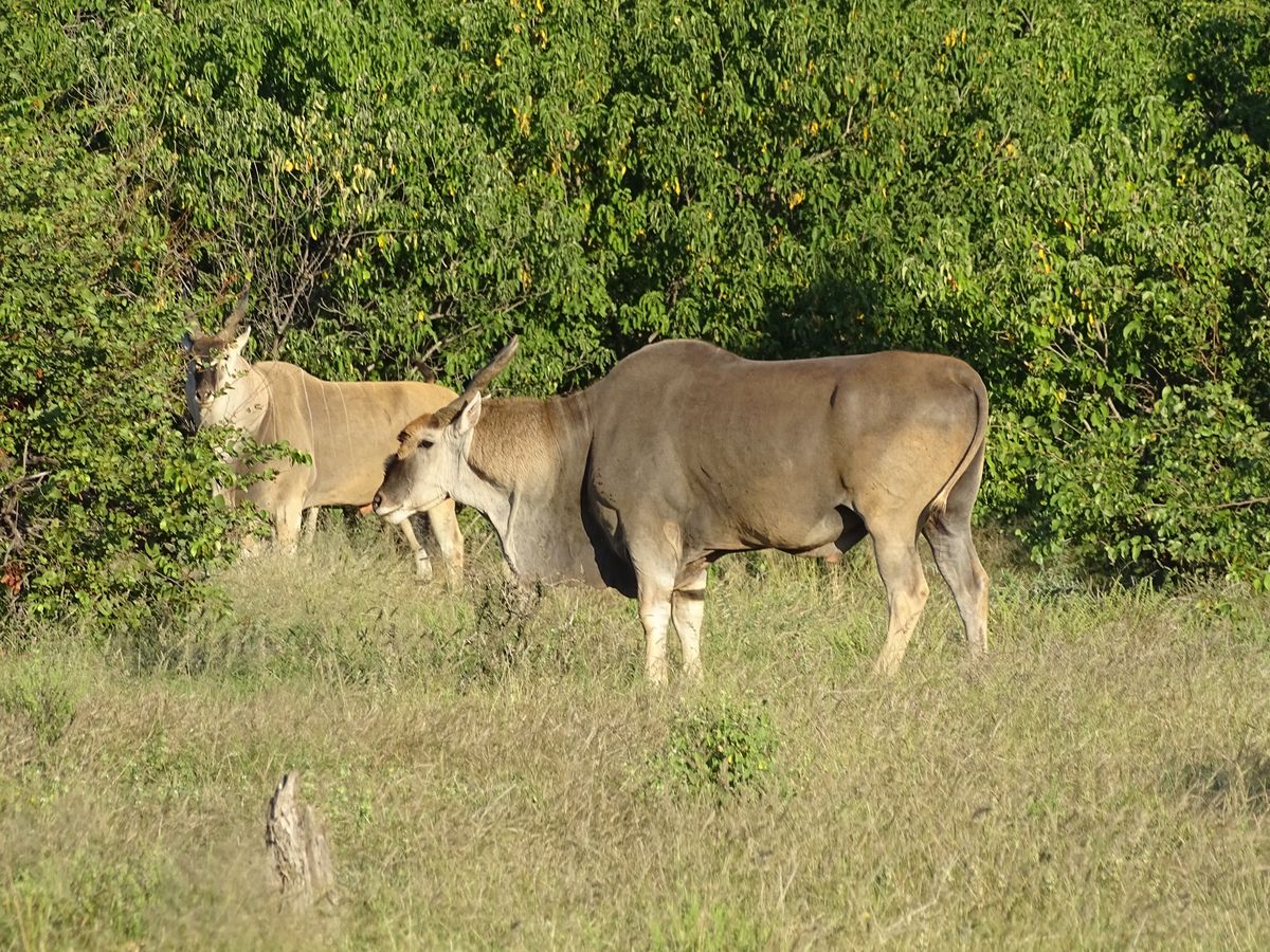 Tuli eland antelope