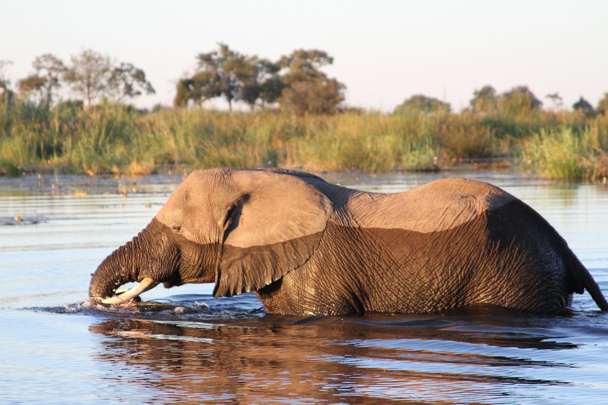Nkasa elephant