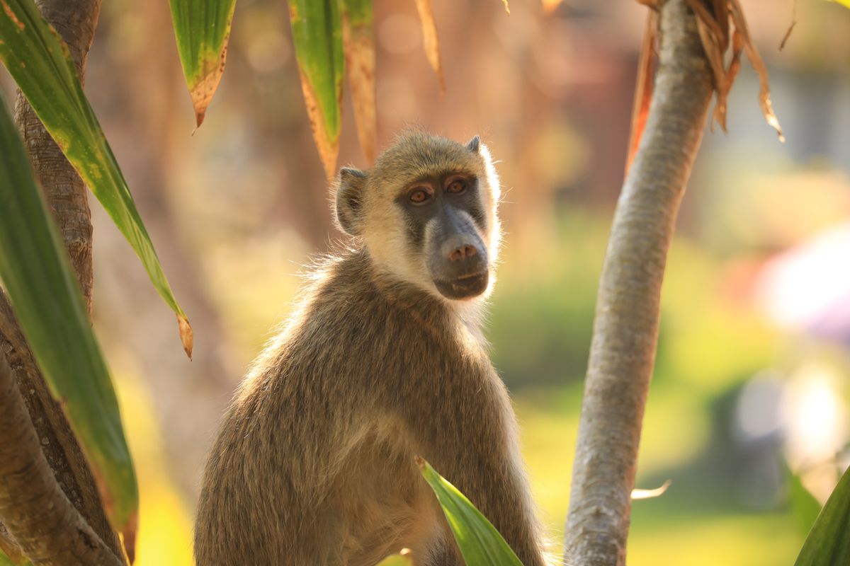 Zomba baboon