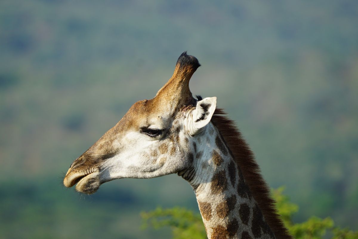 Greater Kruger giraffe